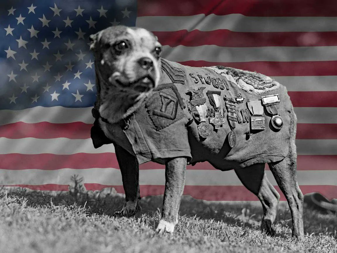 Sergeant Stubby hero portrait